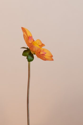 peach single of collarette enkele dahlia met lichtgeel, roze, oranje