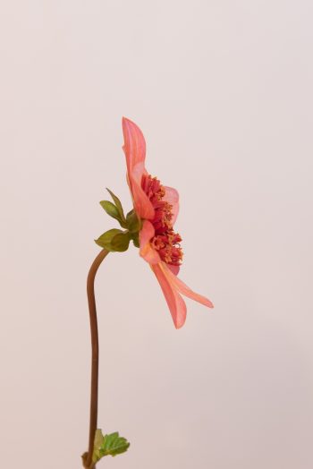 anemoon dahlia oranje, koper, peach, snijbloem dahlia geschikt voor potten en borders terracotta