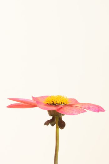 enkelbloemige dahlia zalmkleur, donker blad
