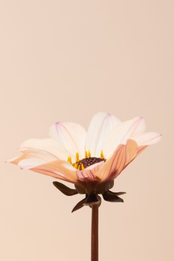 Wit roze creme enkelbloemige dahlia met donker blad paarszwart bio