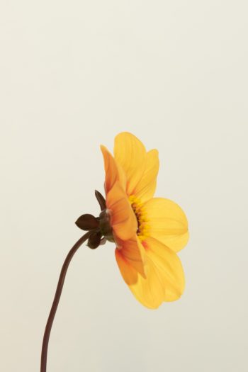dahlia enkel bloemig, geel oranje zalm. Donker blad bio