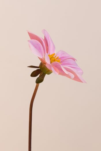 roze enkele mignon dahlia met zwart blad bio