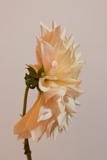 dahlia dinnerplate creme lichtroze koffiekleur bio snijbloem