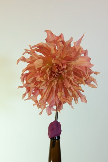 dinnerplate roze peach koraal bio dahlia gevuld