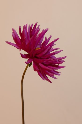 felroze cactus dahlia purple gem roze snijbloem bijen bio