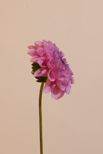 pompon dahlia ball kogelrond roz