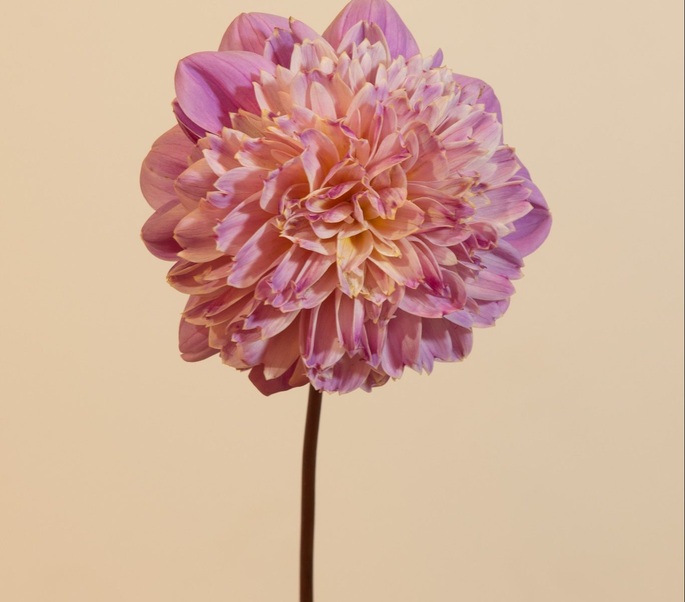 dahlia anemoon vormig lavendel lila roze paars, goud geel creme