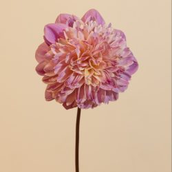 dahlia anemoon vormig lavendel lila roze paars, goud geel creme