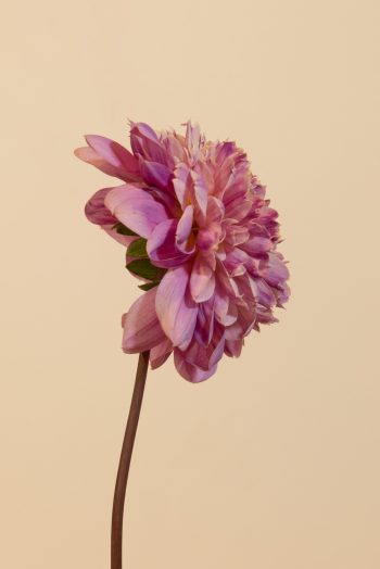 dahlia anemoon vormig lavendel lila roze paars, goud geel creme