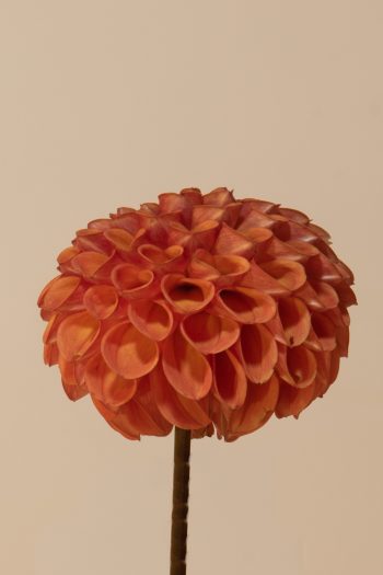 dahlia pompon oranje tangerine oranje brons