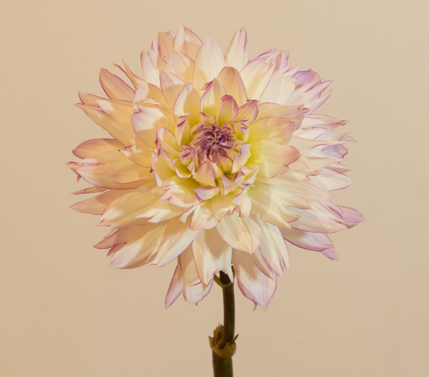 decoratieve decoratief wit lila rand cremewit compact bio dahlia gevuld