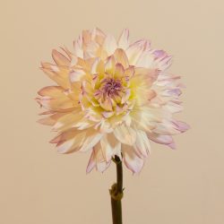 decoratieve decoratief wit lila rand cremewit compact bio dahlia gevuld