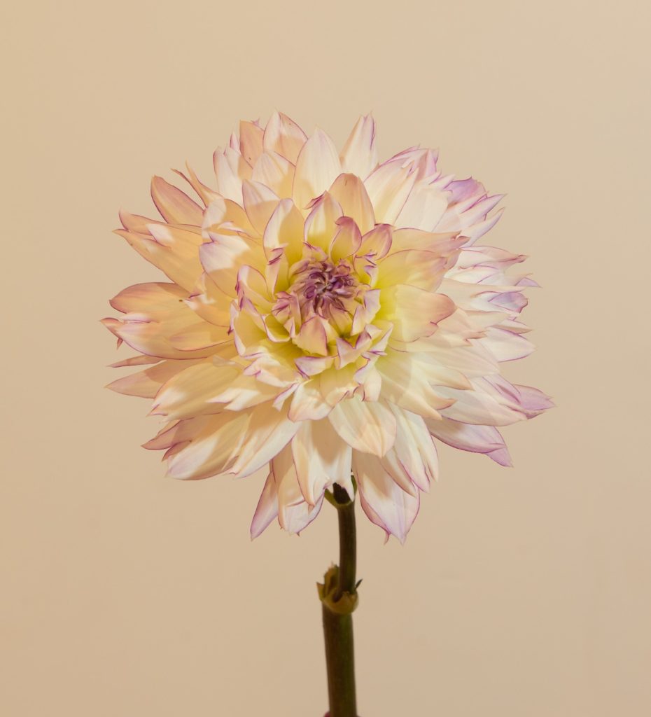 decoratieve decoratief wit lila rand cremewit compact bio dahlia gevuld