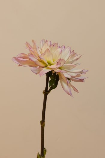 decoratieve decoratief wit lila rand cremewit compact bio dahlia gevuld
