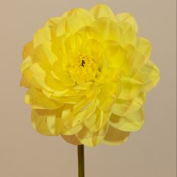 dahlia waterlelie waterlily neon fluor geel bio