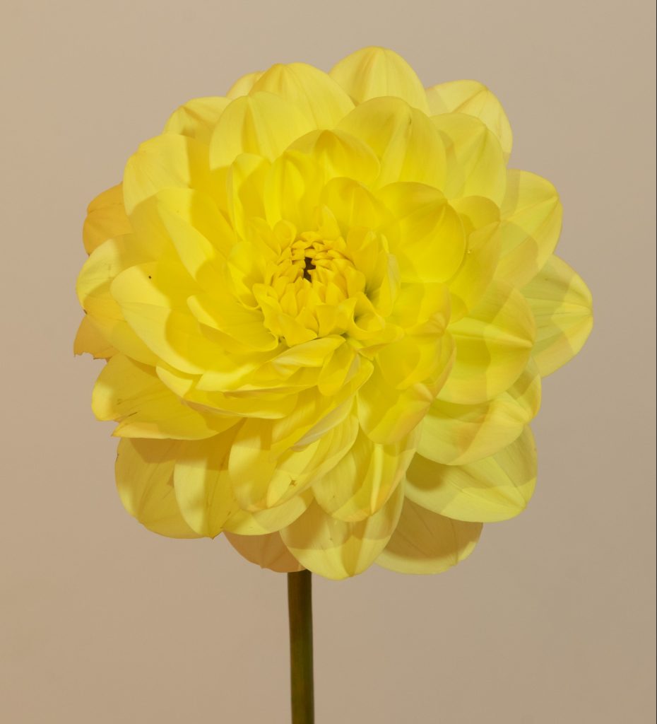 dahlia waterlelie waterlily neon fluor geel bio