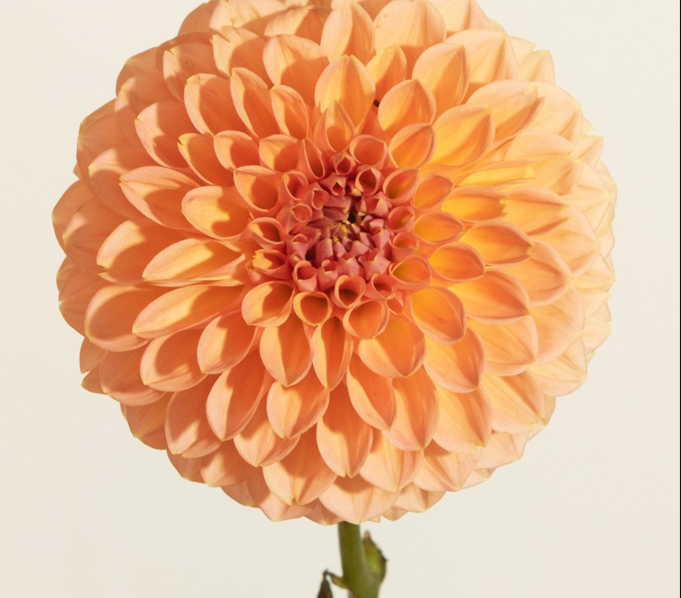 pompon ball peach dahlia wine eyed jill roze oranje donker hart