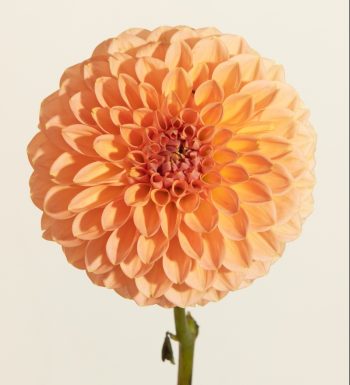 pompon ball peach dahlia wine eyed jill roze oranje donker hart