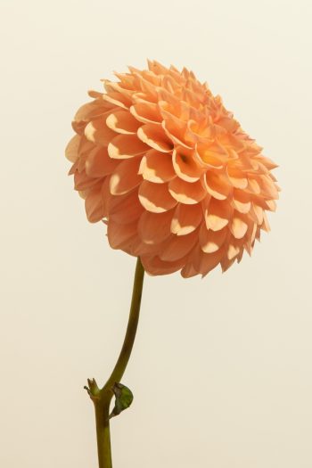 pompon ball peach dahlia wine eyed jill roze oranje donker hart