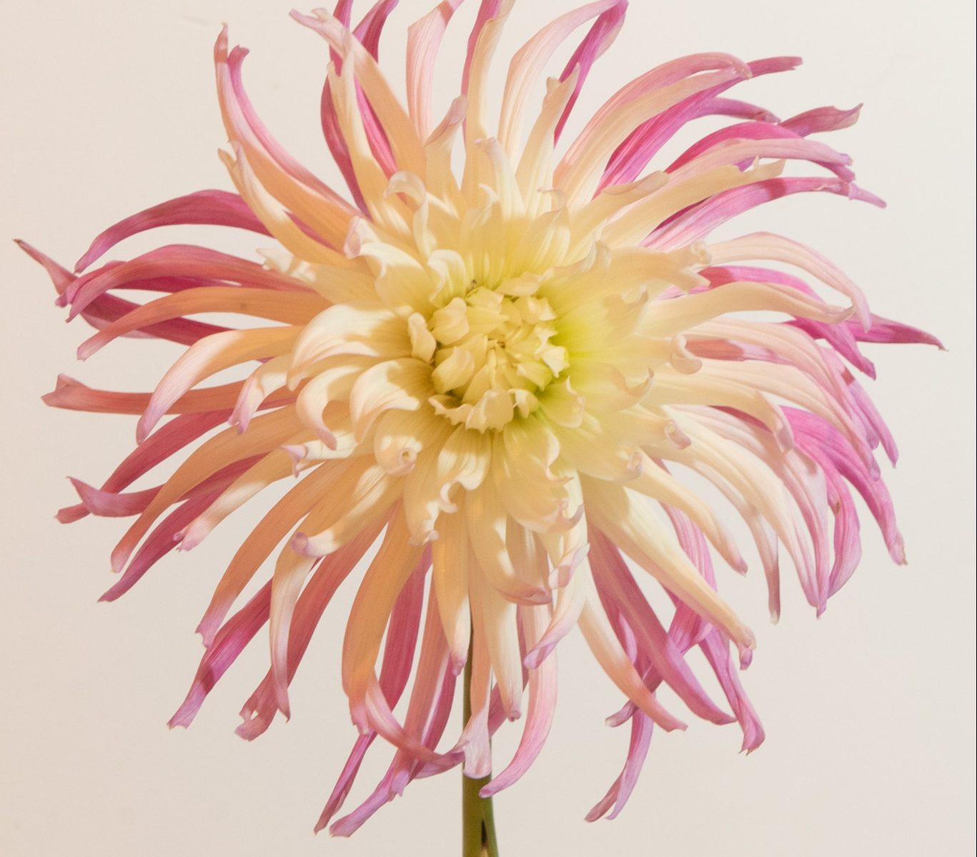 spinnekop cactus dahlia roze wit ivoor creme cactus