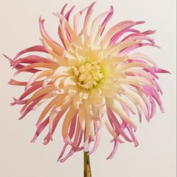 spinnekop cactus dahlia roze wit ivoor creme cactus