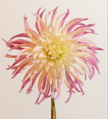 spinnekop cactus dahlia roze wit ivoor creme cactus
