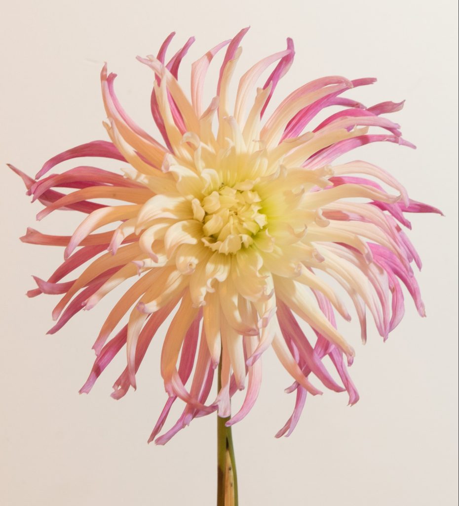 spinnekop cactus dahlia roze wit ivoor creme