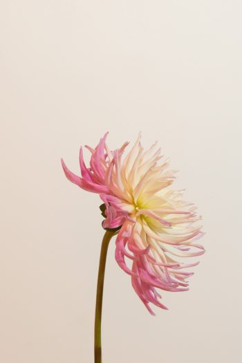 spinnekop cactus dahlia roze wit ivoor creme cactus