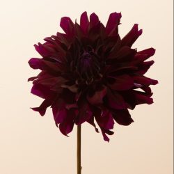 rip city dahlia bio maroon diep donkerrood paars semi-cactuszwart