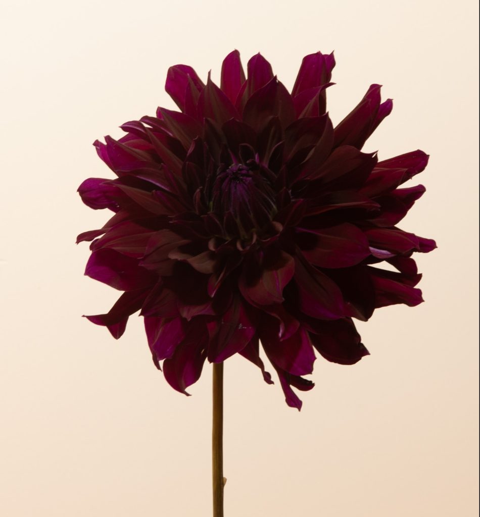 rip city dahlia bio maroon diep donkerrood zwart