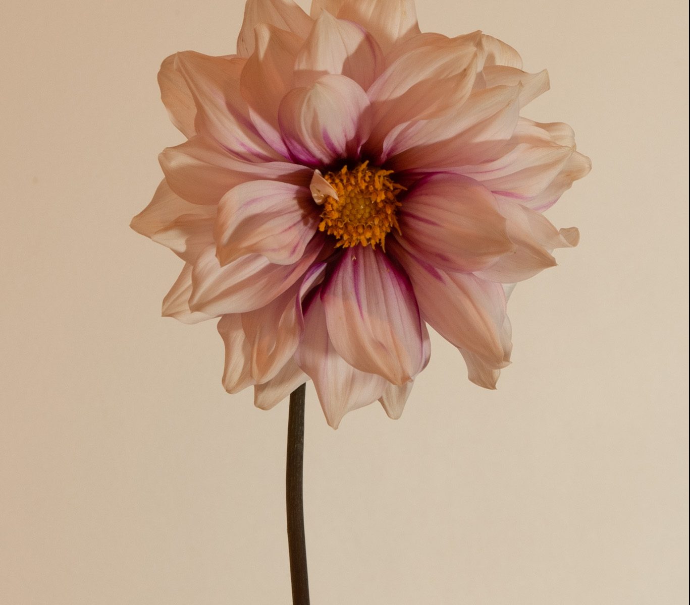 dahlia edge of joy paars wit geel hart donkerpaars gestreept bijen