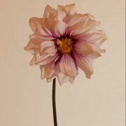 dahlia edge of joy paars wit geel hart donkerpaars gestreept bijen