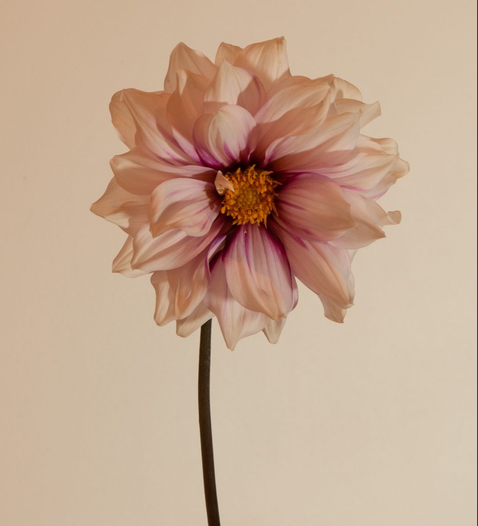 dahlia edge of joy paars wit geel hart donkerpaars gestreept bijen