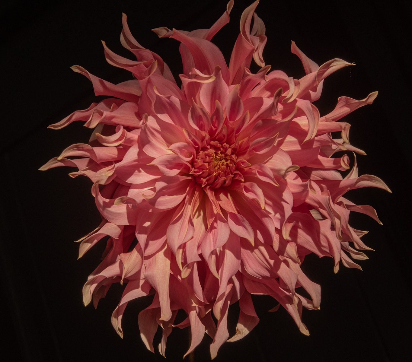 dinnerplate roze peach koraal bio dahlia gevuld