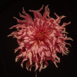 dinnerplate roze peach koraal bio dahlia gevuld