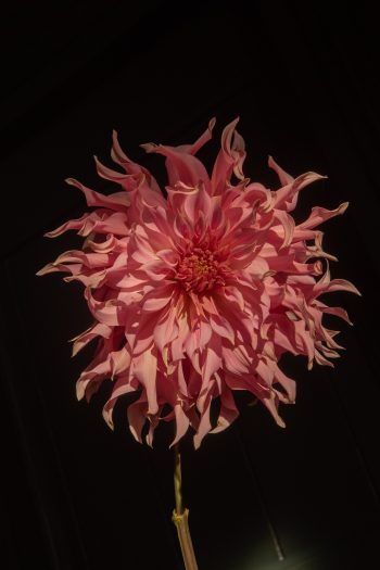 dinnerplate roze peach koraal bio dahlia gevuld