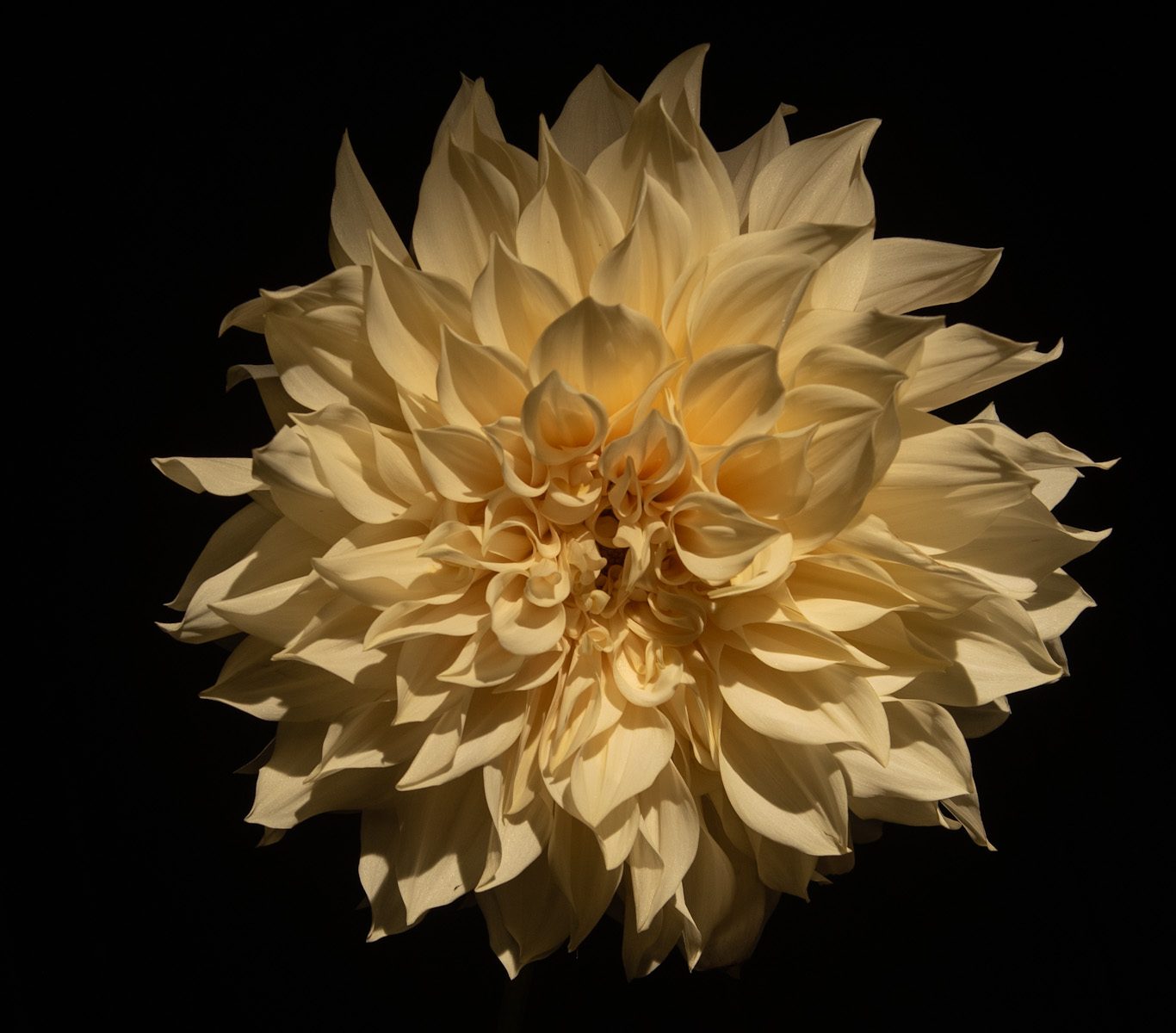 dahlia dinnerplate creme lichtroze koffiekleur bio snijbloem