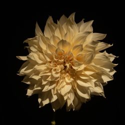 dahlia dinnerplate creme lichtroze koffiekleur bio snijbloem