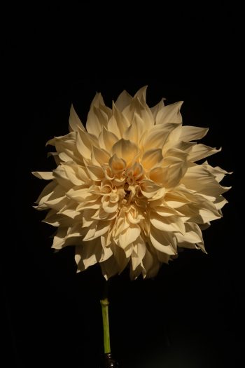 dahlia dinnerplate creme lichtroze koffiekleur bio snijbloem