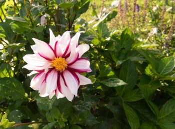 dahlia edge of joy paars wit geel hart donkerpaars gestreept bijen