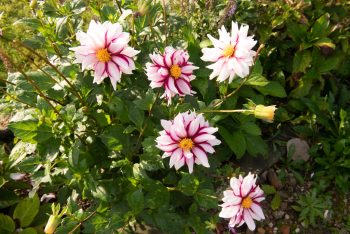 dahlia edge of joy paars wit geel hart donkerpaars gestreept bijen