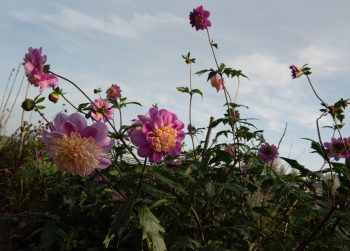 dahlia anemoon vormig lavendel lila roze paars, goud geel creme