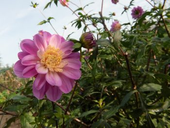 dahlia anemoon vormig lavendel lila roze paars, goud geel creme
