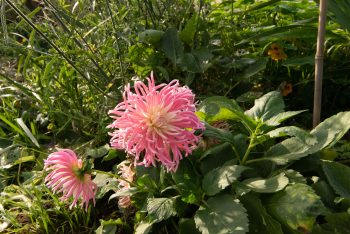 spinnekop cactus dahlia roze wit ivoor creme cactus