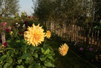 dinnerplate oranje geel brons bronze bio dahlia gevuld