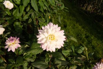 decoratieve decoratief wit lila rand cremewit compact bio dahlia gevuld