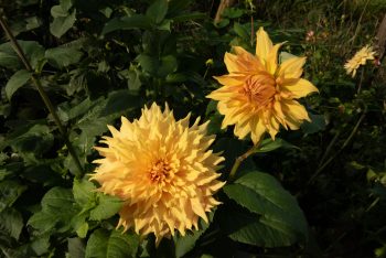 dinnerplate oranje geel brons bronze bio dahlia gevuld