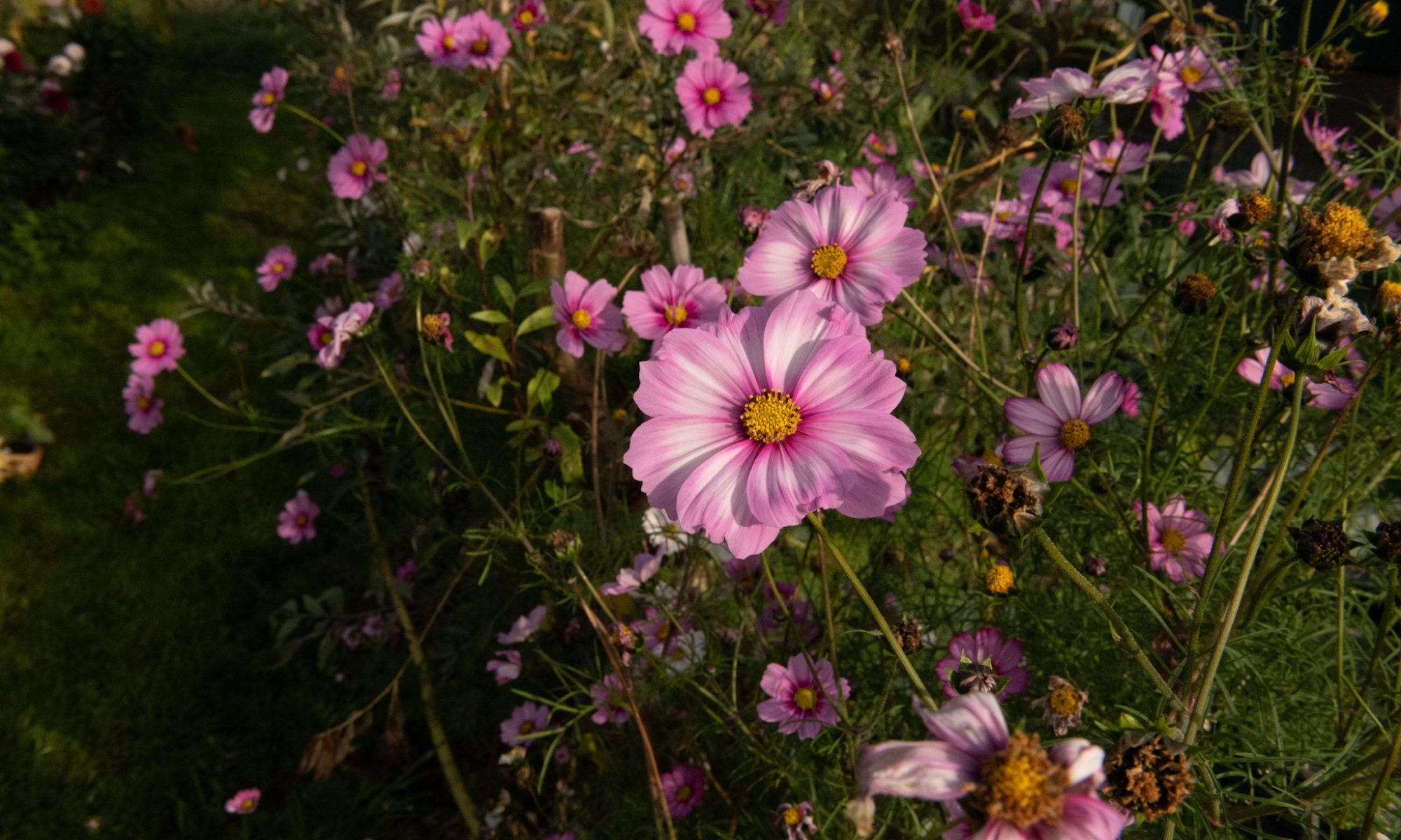 cosmea bipinnatus gevlamd roze mix pluktuin