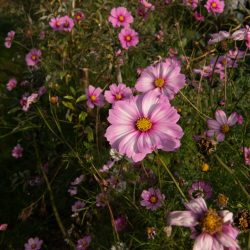 cosmea bipinnatus gevlamd roze mix pluktuin