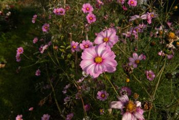 cosmea bipinnatus gevlamd roze mix pluktuin